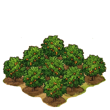 Coffee plantation